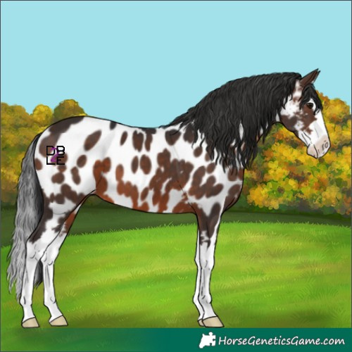 Horse Color:Brown Splash Appaloosa
