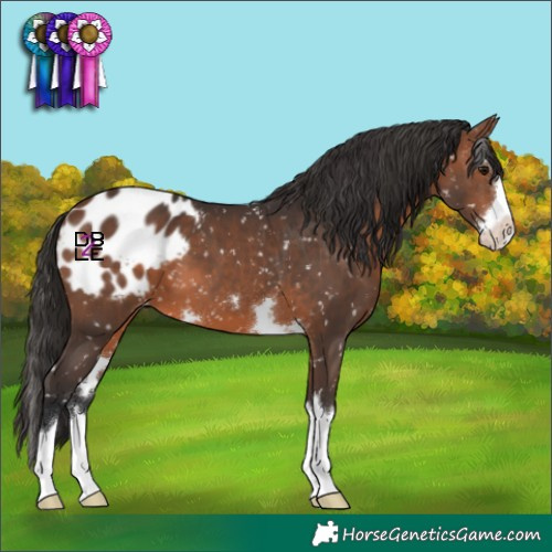 Horse Color:Brown Appaloosa