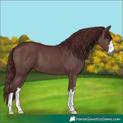 Horse Color:Gray Chocolate Black 