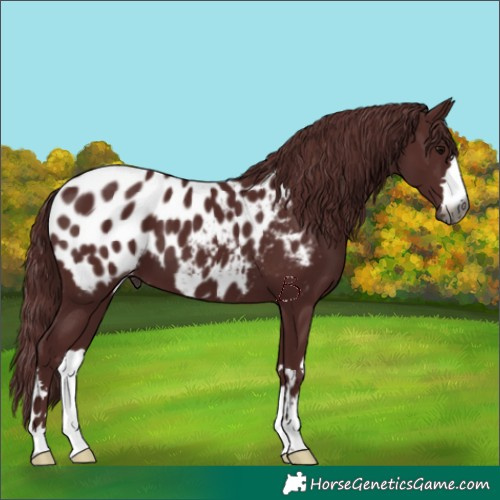 Horse Color:Gray Chocolate Black Appaloosa