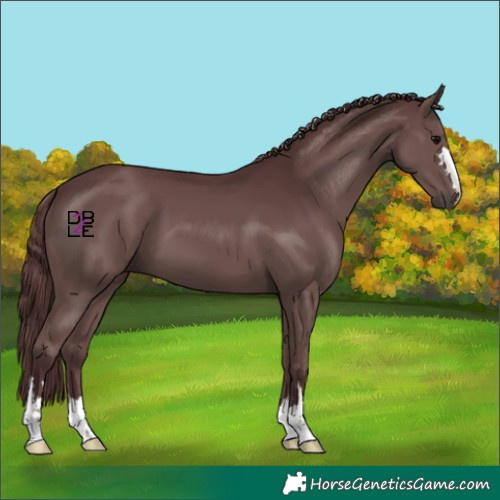 Horse Color:Chocolate Black 