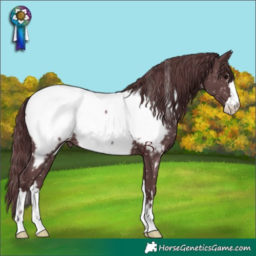Horse Color:Chocolate Black Appaloosa 
