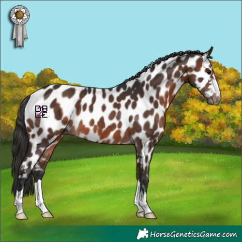 Horse Color:Brown Appaloosa