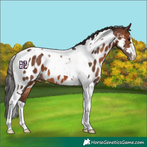 Horse Color:Brown Tobiano Appaloosa