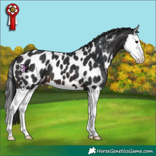 Horse Color:Brown Splash Appaloosa