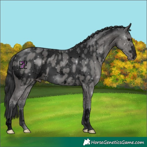 Horse Color:Void Black Appaloosa 