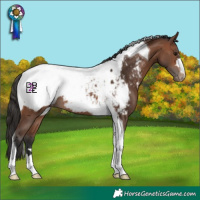 Horse Color:Brown Tobiano Snowcap