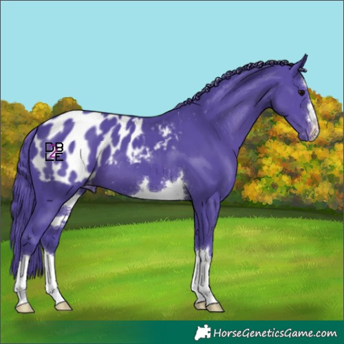Horse Color:Watercolor Black Appaloosa 
