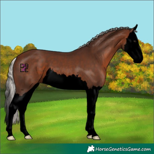 Horse Color:Void Silver Brown Splash 