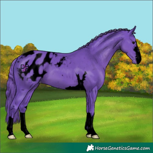 Horse Color:Void Watercolor Black Appaloosa 