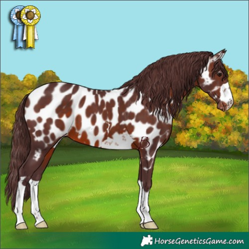 Horse Color:Chocolate Brown Appaloosa