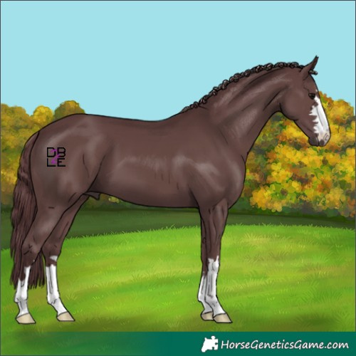 Horse Color:Chocolate Black