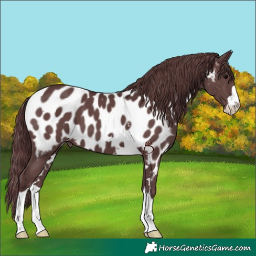 Horse Color:Chocolate Black Appaloosa