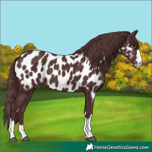 Horse Color:Chocolate Black Appaloosa 