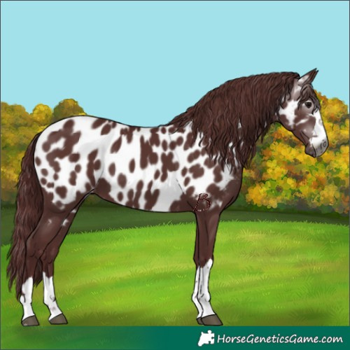 Horse Color:Gray Chocolate Black Near Leopard