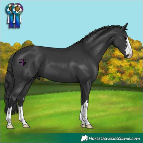 Horse Color:Black 