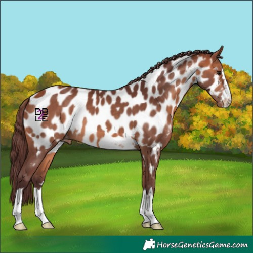 Horse Color:Chocolate Bay Appaloosa