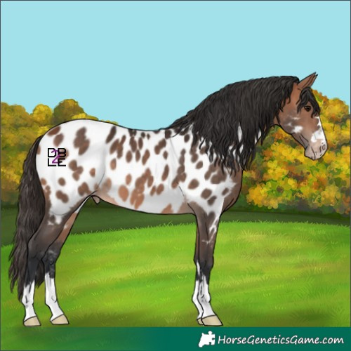 Horse Color:Bay Appaloosa 
