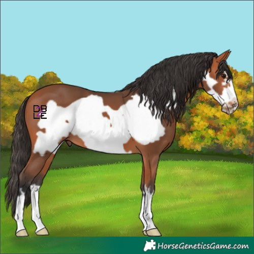 Horse Color:Bay Frame