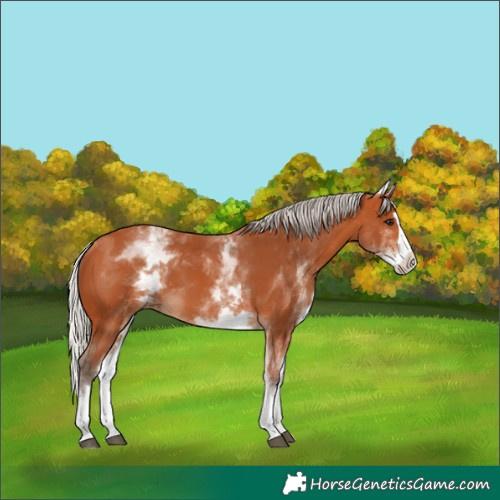 Horse Color:White Spotted Silver Bay Splash 
