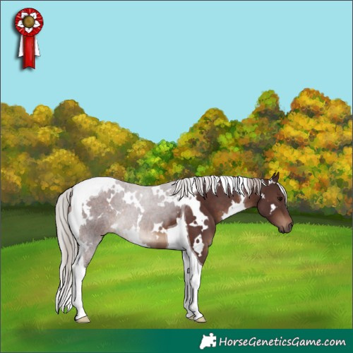 Horse Color:White Spotted Chocolate Silver Brown Tobiano 