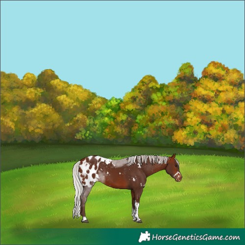 Horse Color:White Spotted Silver Bay Tobiano Skewed Appaloosa
