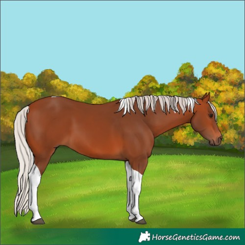 Horse Color:Silver Bay Tobiano 