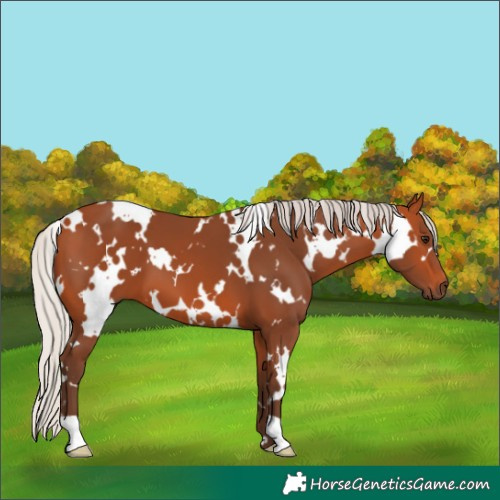 Horse Color:White Spotted Silver Bay 