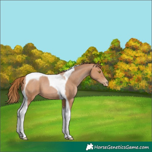 Horse Color:Brown Pearl Tobiano