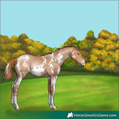 Horse Color:White Spotted Bay Pearl Sabino