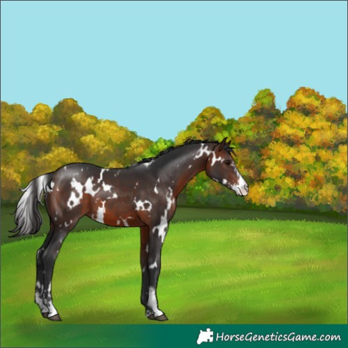 Horse Color:White Spotted Brown Sabino 