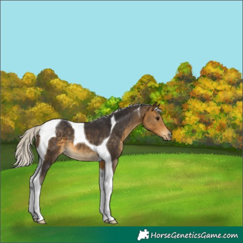 Horse Color:Silver Buckskin Tobiano 