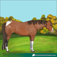 Horse Color:Bay Splash Tobiano Appaloosa  and Bay Splash Tobiano Appaloosa 
