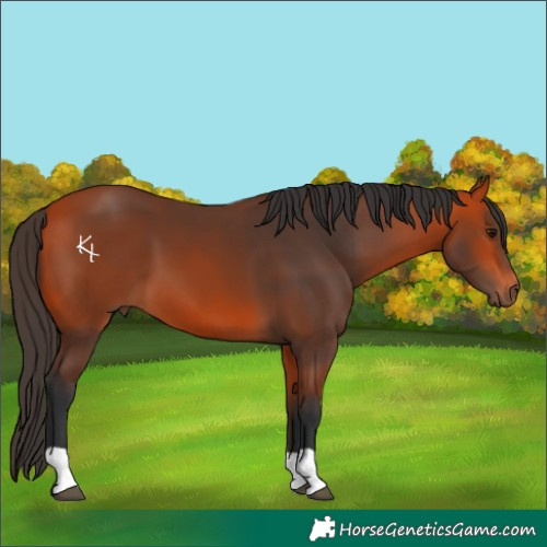 Horse Color:Bay 