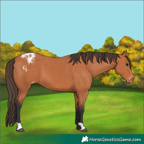 Horse Color:Bay Varnish