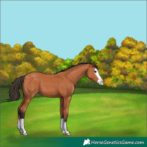 Horse Color:Bay Splash