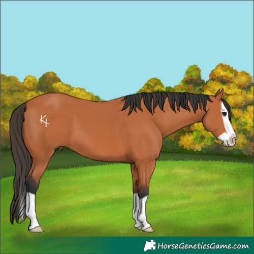 Horse Color:Bay Splash