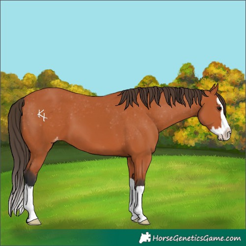 Horse Color:Bay Splash Varnish 