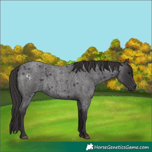 Horse Color:Smoky Blue Roan