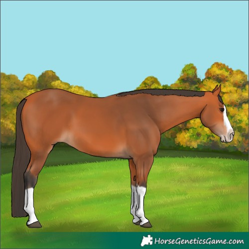 Horse Color:Bay Splash Frame 