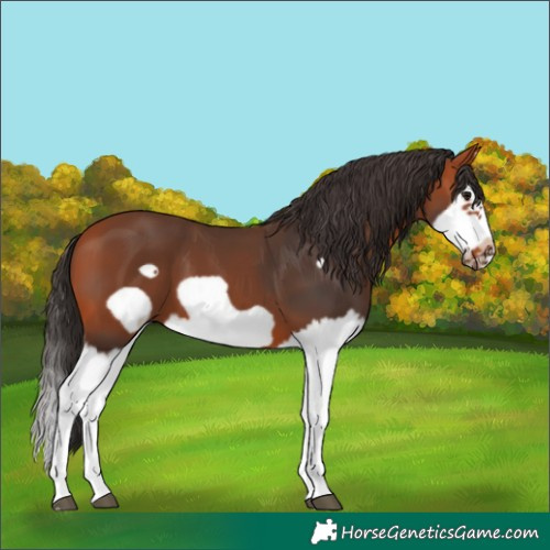 Horse Color:Bay Splash Frame 