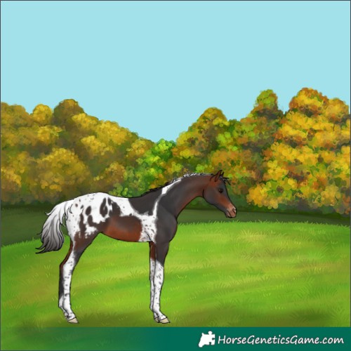 Horse Color:Bay Tobiano Appaloosa