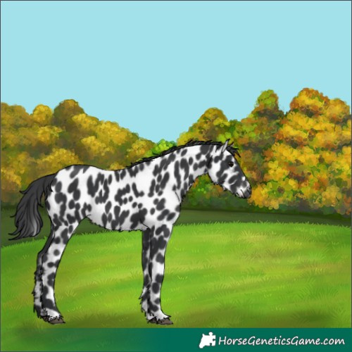 Horse Color:Black Appaloosa 