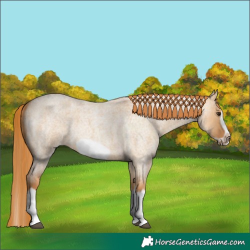 Horse Color:Red Dun Roan Splash Frame Rabicano