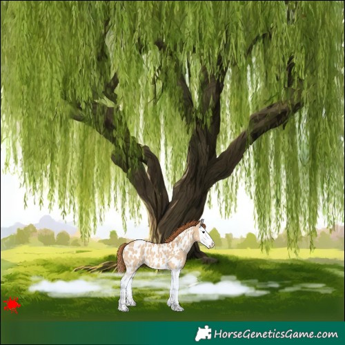Horse Color:Red Dun Splash Appaloosa 