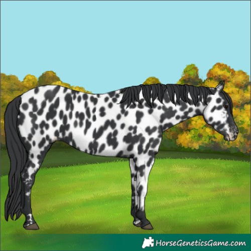 Horse Color:Black Near Leopard