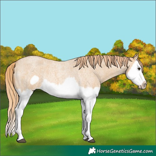 Horse Color:Red Dun Roan Splash Frame Rabicano 