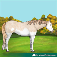 Horse Color:Red Dun Roan Splash Frame Rabicano 