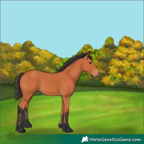 Horse Color:Bay 