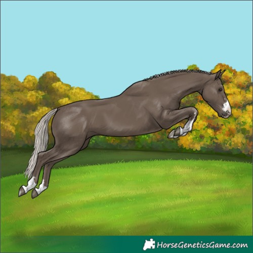 Horse Color:Silver Black 